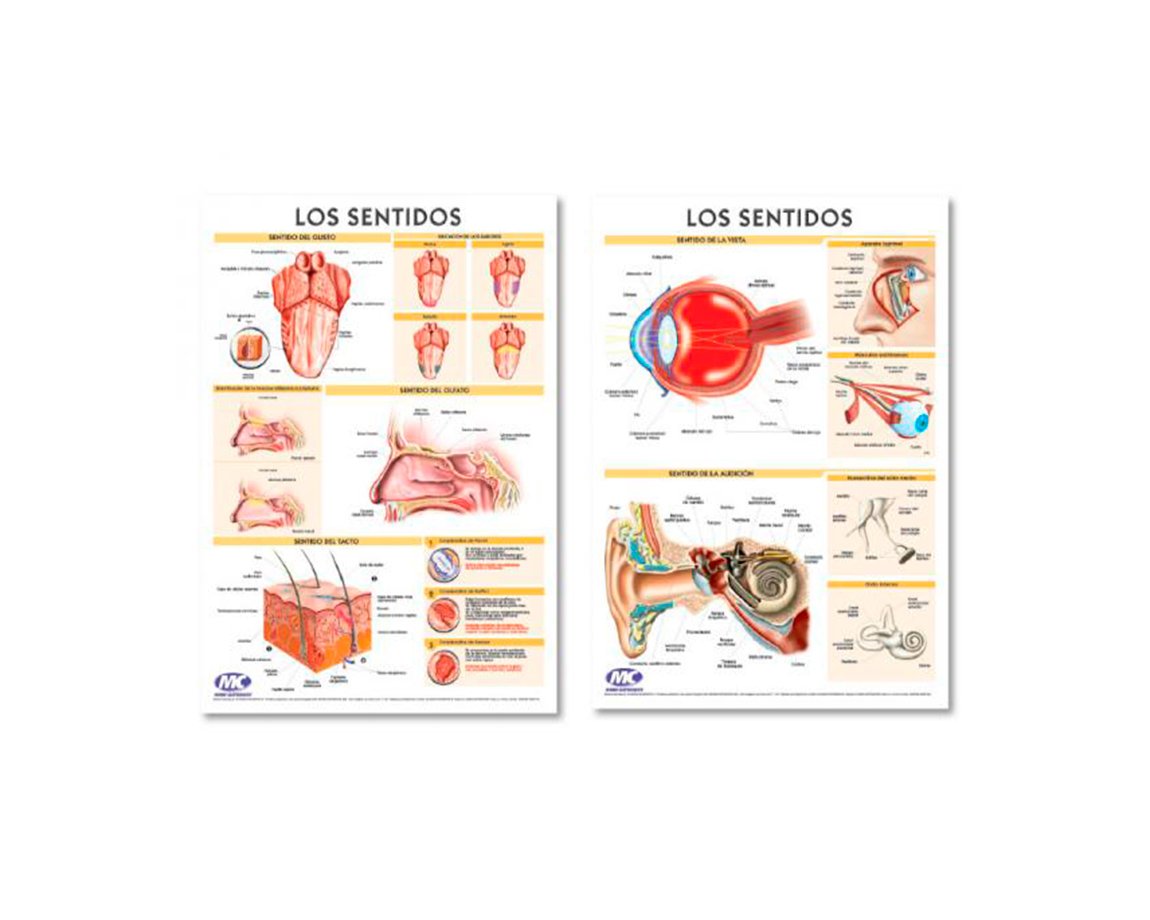 MAPAS PIZARRA MC 90x130 LOS SENTIDOS DOBLE FAZ